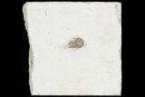Scarce Cyphaspis Carrolli Trilobite - Oklahoma #104039-3